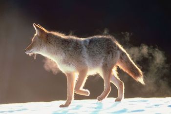 Coyote attacks in NH