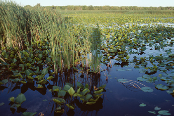 Abby’s Joke: Did You Hear That Alligators Can Grow Up To 15 Feet?