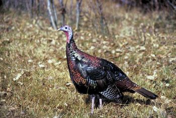 Record turkey hunting season in NH