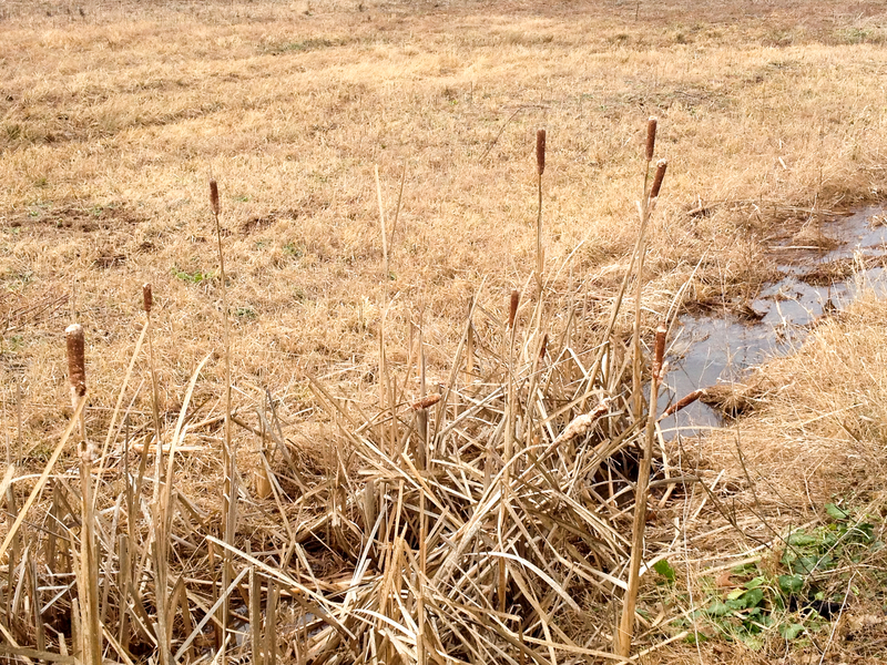 Brush Fire Danger Remains High