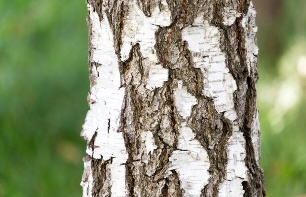 Abby’s Joke: What’s The Best Name For A Pet Termite? Abby’s Joke: What’s The Best Name For A Pet Termite?