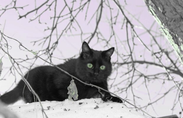 Abby’s Joke: What Happens When You Touch Poison Ivy and a Black Cat Crosses Your Path?