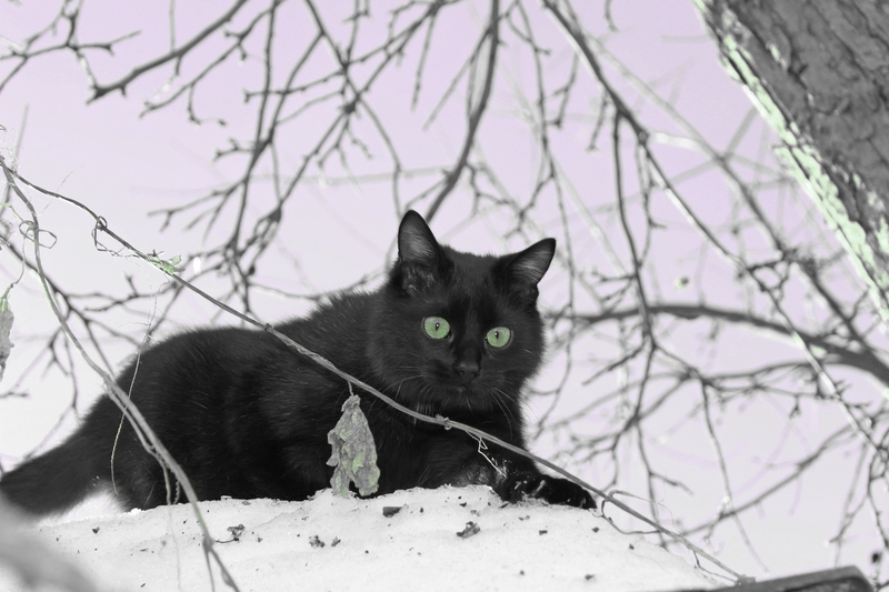 Cat at Northeast’s highest peak dies after 12 years on duty Cat at Northeast’s highest peak dies after 12 years on duty