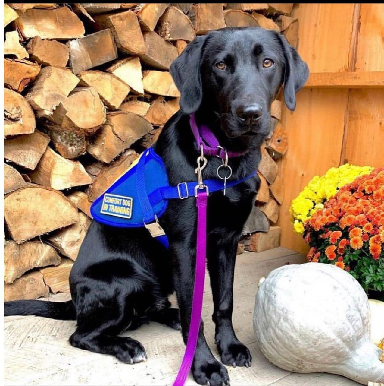 Scammers try to sell police dog; police give tips Scammers try to sell police dog; police give tips