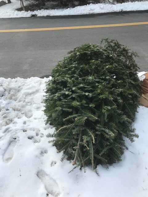 Curbside Christmas Tree Collection for Manchester this week only Curbside Christmas Tree Collection for Manchester this week only