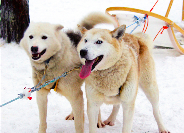 NH Sled Dog Race canceled