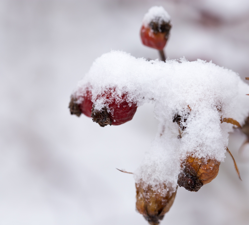 Heavy, wet snow shows another side of spring in New England
