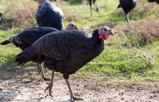 Abby’s Joke: How Did The Turkey Get Home For Thanksgiving?