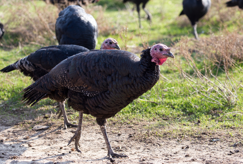 Turkey blood samples sought for West Nile Virus study Turkey blood samples sought for West Nile Virus study
