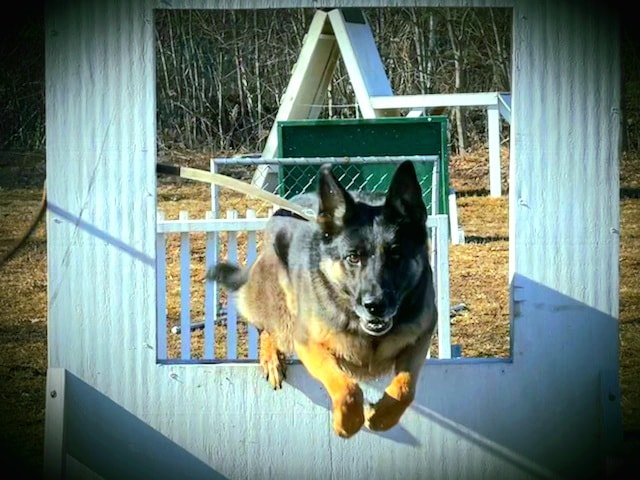 Working Dog Foundation