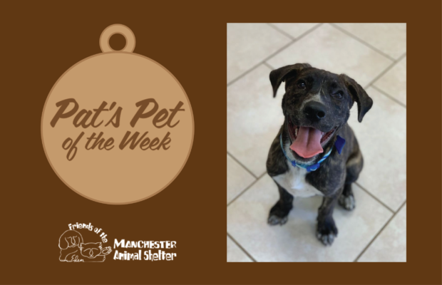 Pat’s Pet of the Week 6/28/22 – Ronan Pat’s Pet of the Week 6/28/22 – Ronan