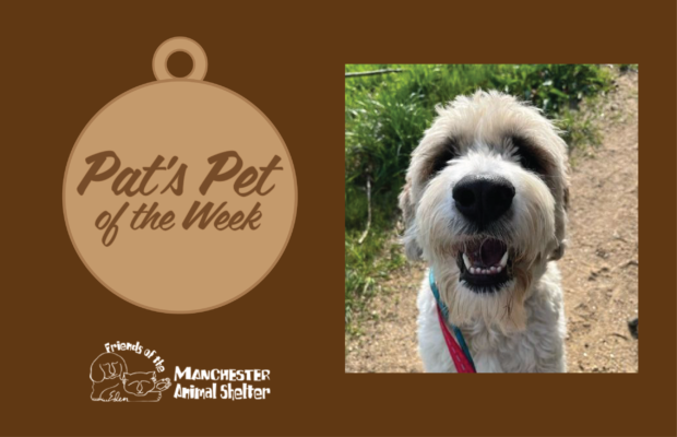 Pat’s Pet of the Week 7/5/22 – Enzo