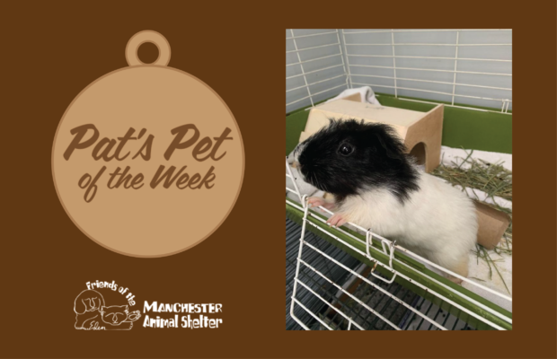 Pat’s Pet of the Week 10/4/22 – Bubbles
