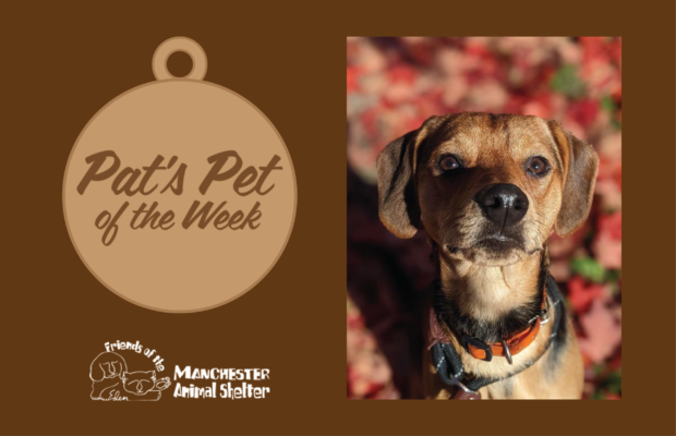 Pat’s Pet of the Week 10/18/22 – Toffee Pat’s Pet of the Week 10/18/22 – Toffee