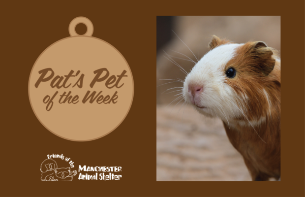 Pat’s Pet of the Week 11/8/22 – Chewbacca