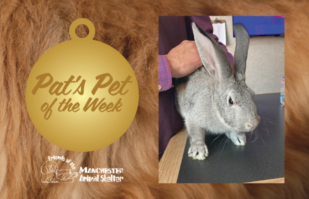 Pat’s Pet of the Week 1/10/23 – Jess Pat’s Pet of the Week 1/10/23 – Jess