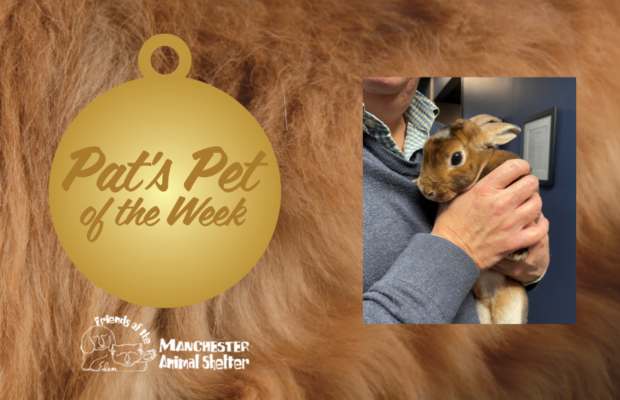 Pat’s Pet of the Week 1/3/22 – Archie Pat’s Pet of the Week 1/3/22 – Archie