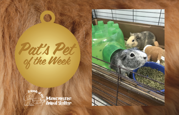 Pat’s Pet of the Week 1/24/22 – Hopscotch and Mouse Pat’s Pet of the Week 1/24/22 – Hopscotch and Mouse
