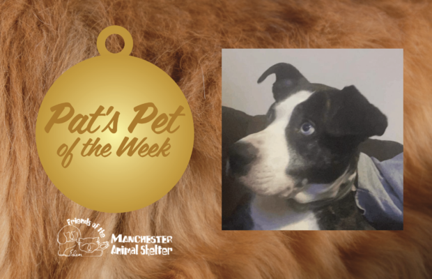 Pat’s Pet of the Week 1/17/23 – King Pat’s Pet of the Week 1/17/23 – King