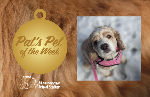 Pat’s Pet of the Week 2/14/23 – Clover Pat’s Pet of the Week 2/14/23 – Clover