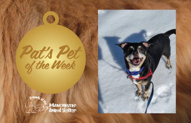 Pat’s Pet of the Week 4/11/23 – Bruno