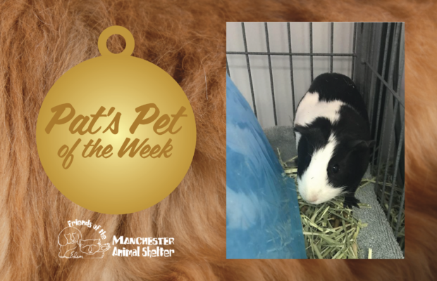 WZID’s Pet of the Week 6/6/23 – Fang