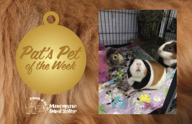 WZID’s Pet of the Week 5/23/23 – Large Marge, Bed Head, & Kush WZID’s Pet of the Week 5/23/23 – Large Marge, Bed Head, & Kush