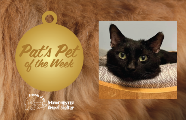 WZID’s Pet of the Week 5/30/23 – Stud Muffin