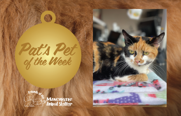 WZID’s Pet of the Week 6/20/23 – Pierogi WZID’s Pet of the Week 6/20/23 – Pierogi