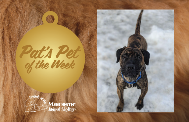 WZID’s Pet of the Week 6/27/23 – Quinn