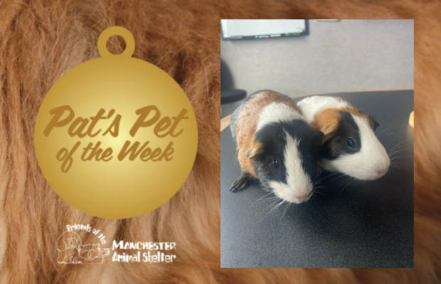 WZID’s Pet of the Week 7/25/23 – Rodeo & Betty Boop