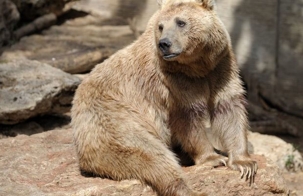 Bears Are Taking Over Local Lawns?