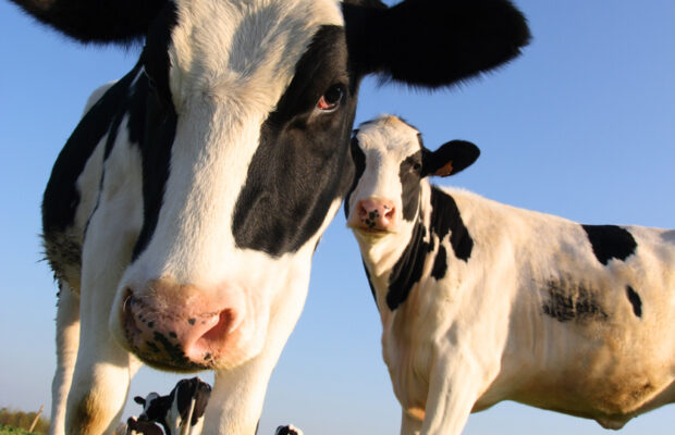 Abby’s Joke: Why Does A Milking Stool Only Have 3 Legs?