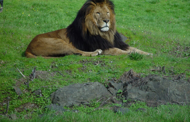 Abby’s Joke: What Kind Of Lion Doesn’t Roar?