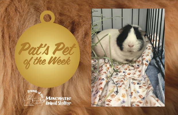 WZID’s Pet of the Week 8/29/23 – Robot