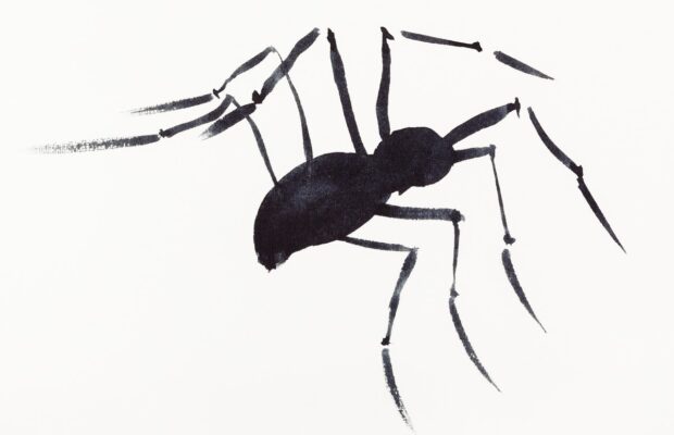 Abby’s Joke: Why Don’t Spiders Go Back To School?