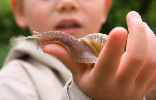Abby’s Joke: Why Do The French Eat Snails?
