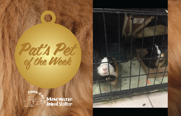 WZID’s Pet of the Week 10/17/23 – Peanut & Jennie