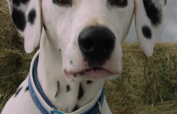 Abby’s Joke: What Did The Dalmation Say After Eating?