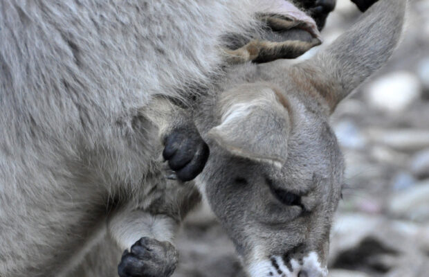 Kangaroos Coming To NH?
