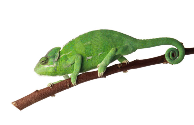 Abby’s Joke: What Kind Of Lizard Tells Jokes? Abby’s Joke: What Kind Of Lizard Tells Jokes?