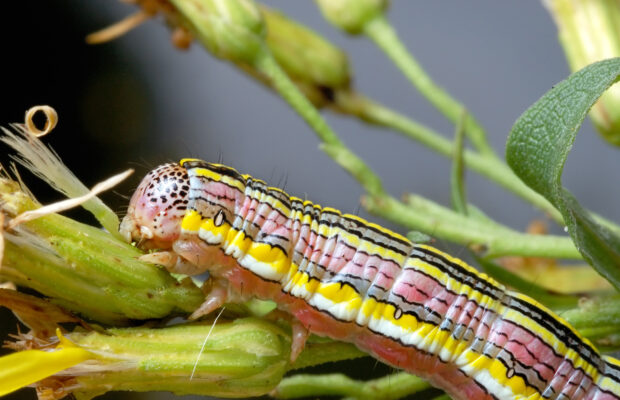 Will You Eat It Wednesday: Bugs Edition