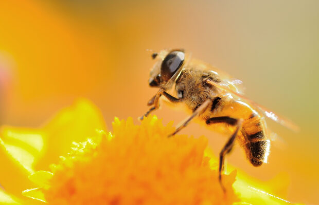 The Newest Beauty Trend Involves Bees