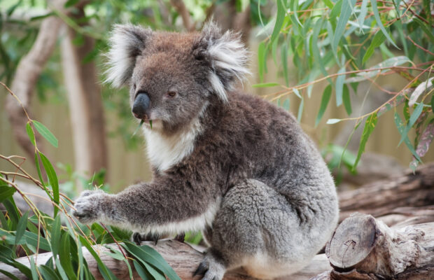 Abby’s Joke: Why Aren’t Koala’s Actual Bears?