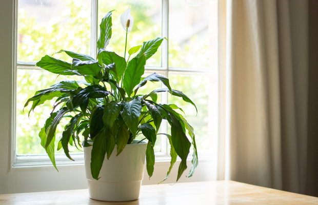 Go Green Tip: Air Purifying Plants with Pat Go Green Tip: Air Purifying Plants with Pat