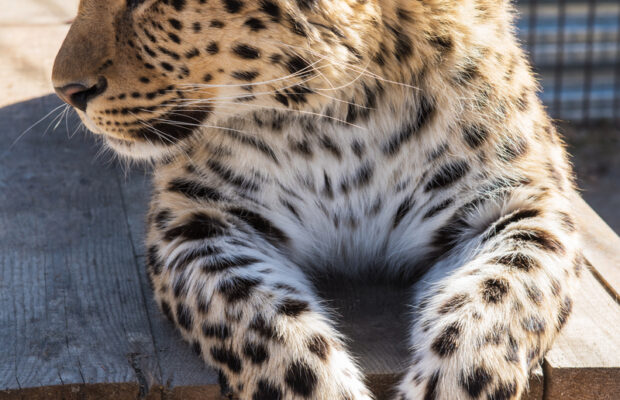 Why A Zoo In Denmark Wants You To Bring Your Pet