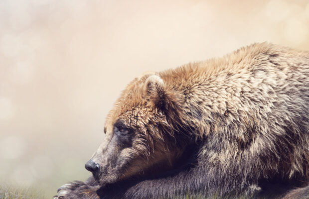 Man Or Bear?