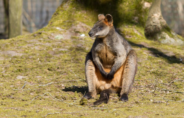 Kangaroo This Will You Eat It Wednesday!