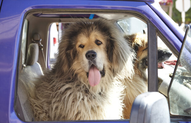 What Has Your Dog Eaten?