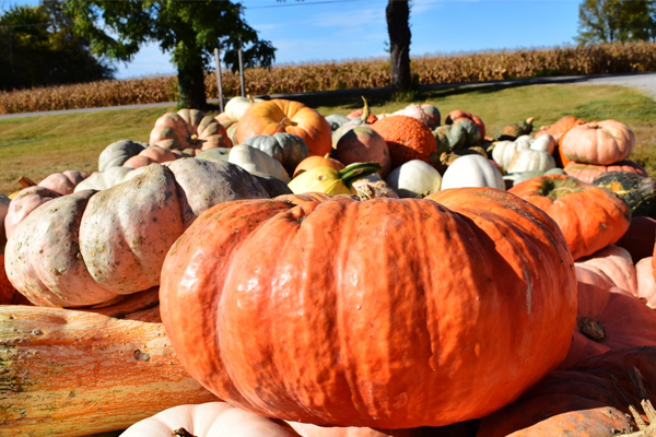 Goffstown Pumpkin Festival and Regatta